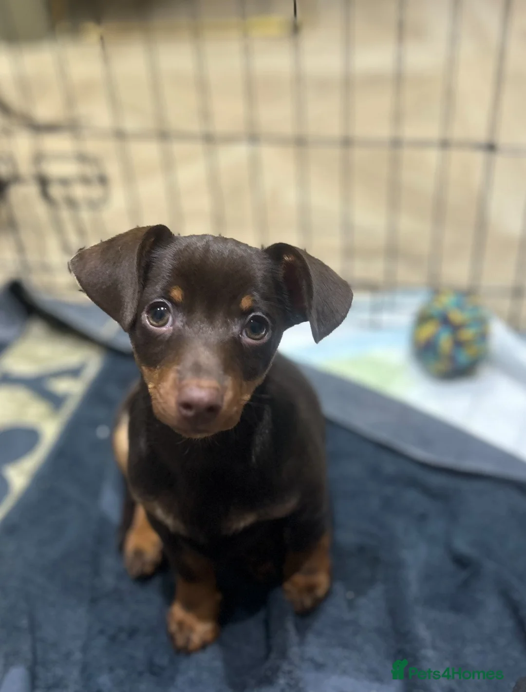 Chiweenie dogs for sale: Miniature Dachshund x Chihuahua  - Advert 5