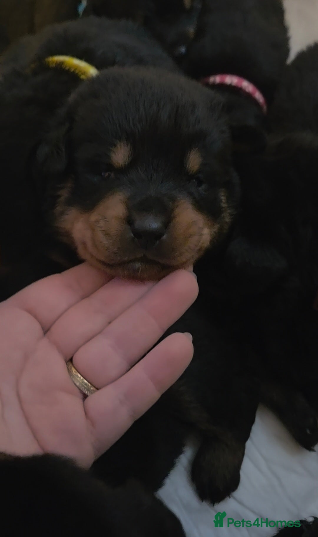 Rottweiler dogs for sale: Rottweiler puppies - Advert 10