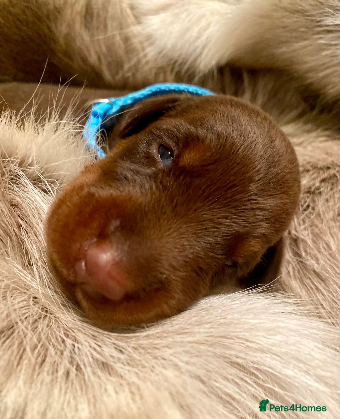 Dobermann dogs for sale: KC REGISTERED HEALTH TESTED DOBERMAN PUPS - Image 11