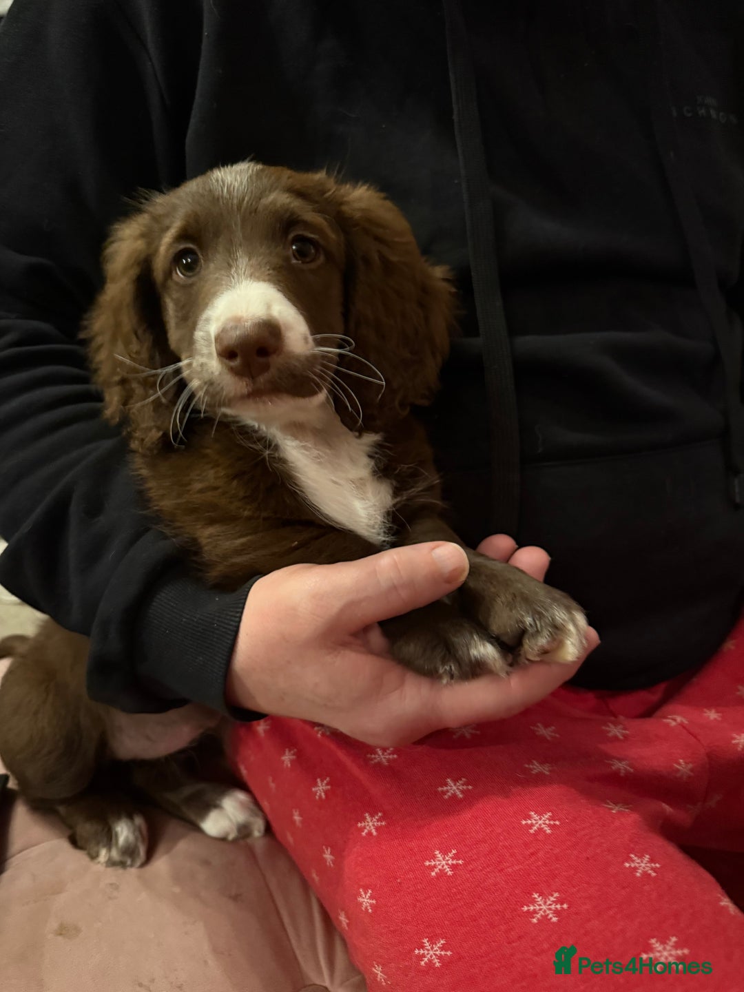 Mixed Breed dogs for sale: Doxie puppies  - Advert 35