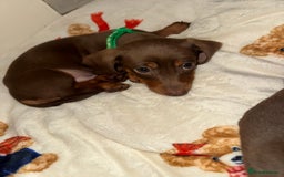 Miniature Dachshund dogs for sale: Miniature dachshund - Image 4