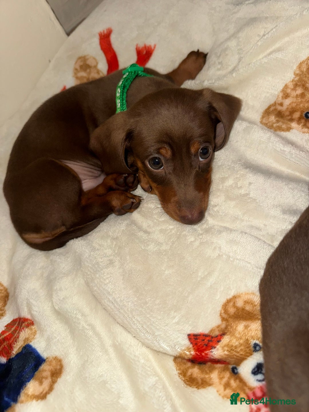 Miniature Dachshund dogs for sale: Miniature dachshund - Image 4