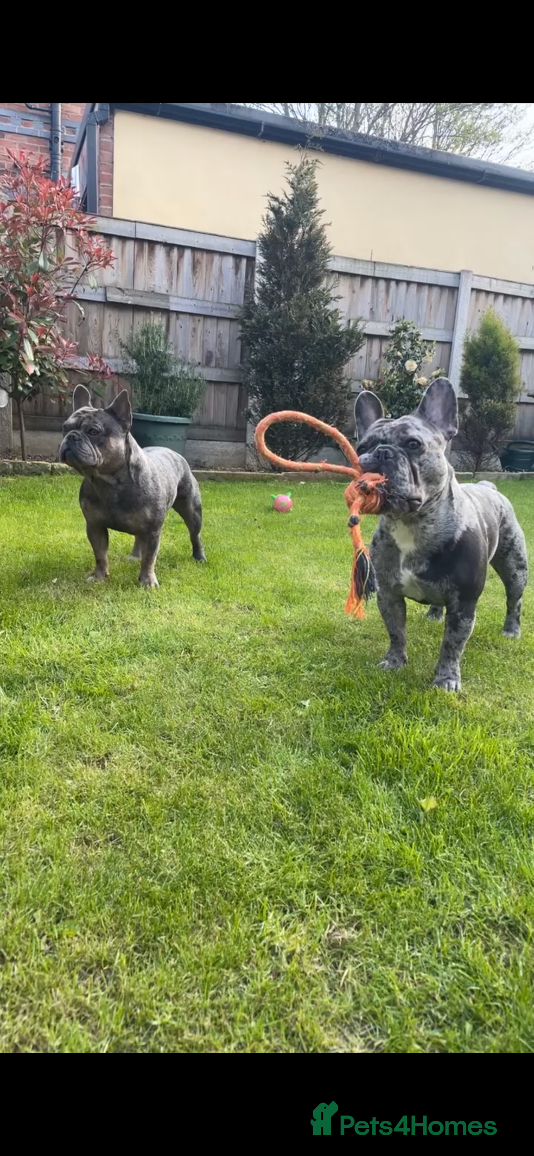 French Bulldog dogs for sale: BonBon & Hugo - Image 13