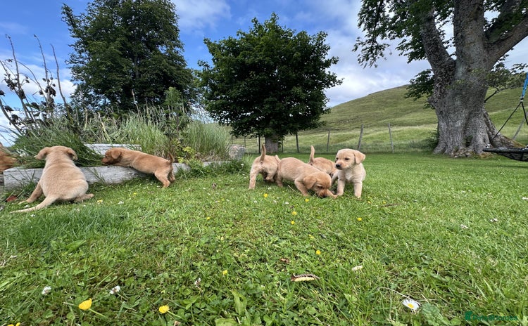 Labrador Retriever dogs - Advert 11