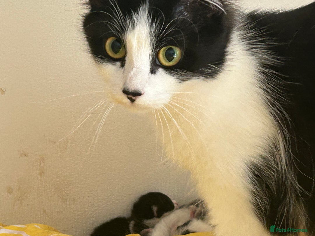 Mixed Breed cats for sale: Mixed breed longer haired  - Image 9