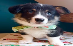 Welsh Corgi Pembroke dogs for sale: KC Pembroke Welsh Corgi boys - Image 6