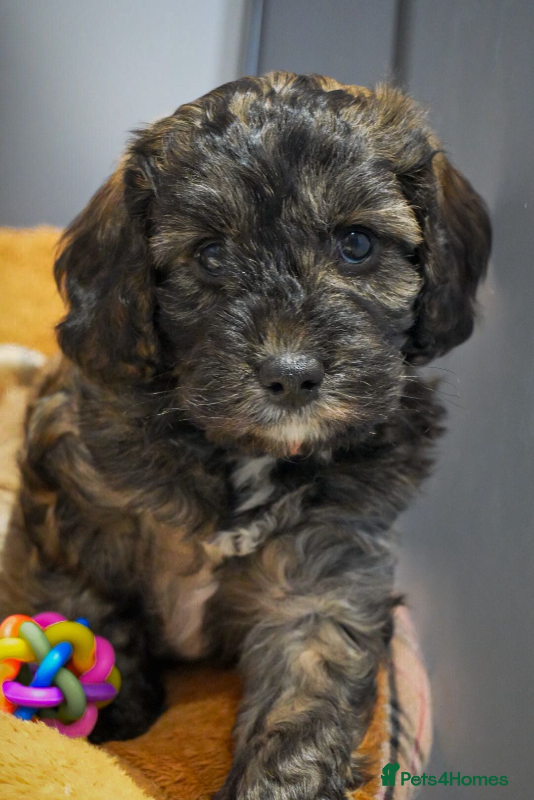 Cockapoo dogs for sale: Beautiful litter of cockerpoo puppies  - Advert 6
