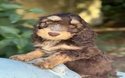 Cockapoo dogs for sale: Fabulously bred cockapoos  - Image 8