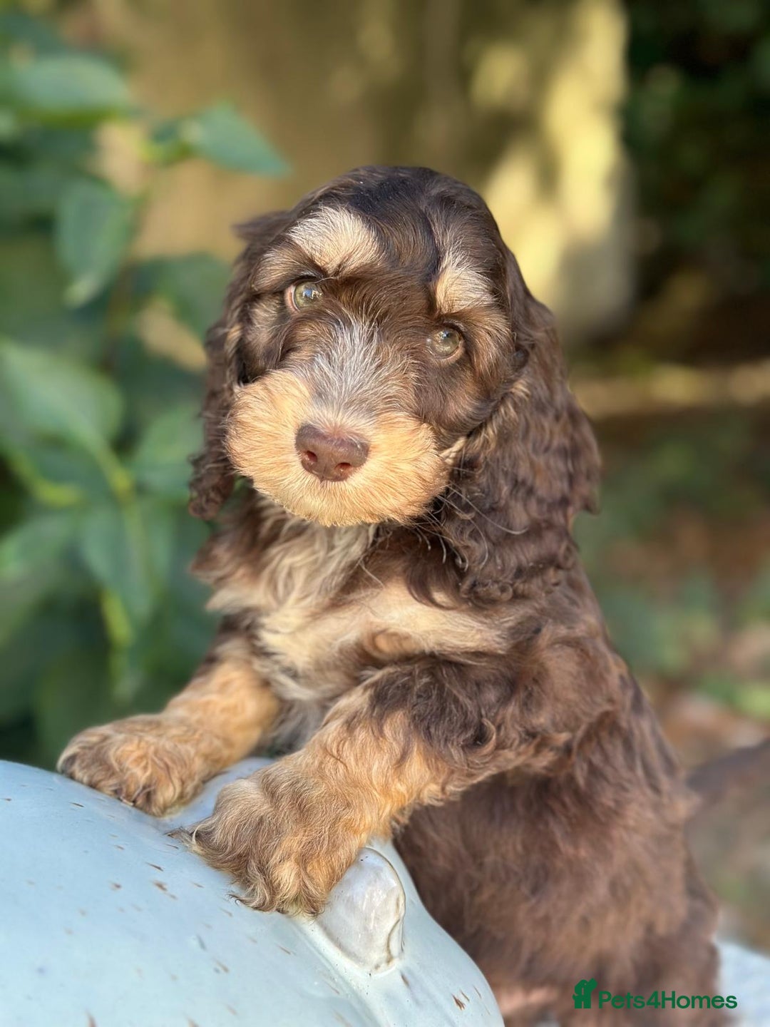 Cockapoo dogs for sale: Fabulously bred cockapoos  - Image 8