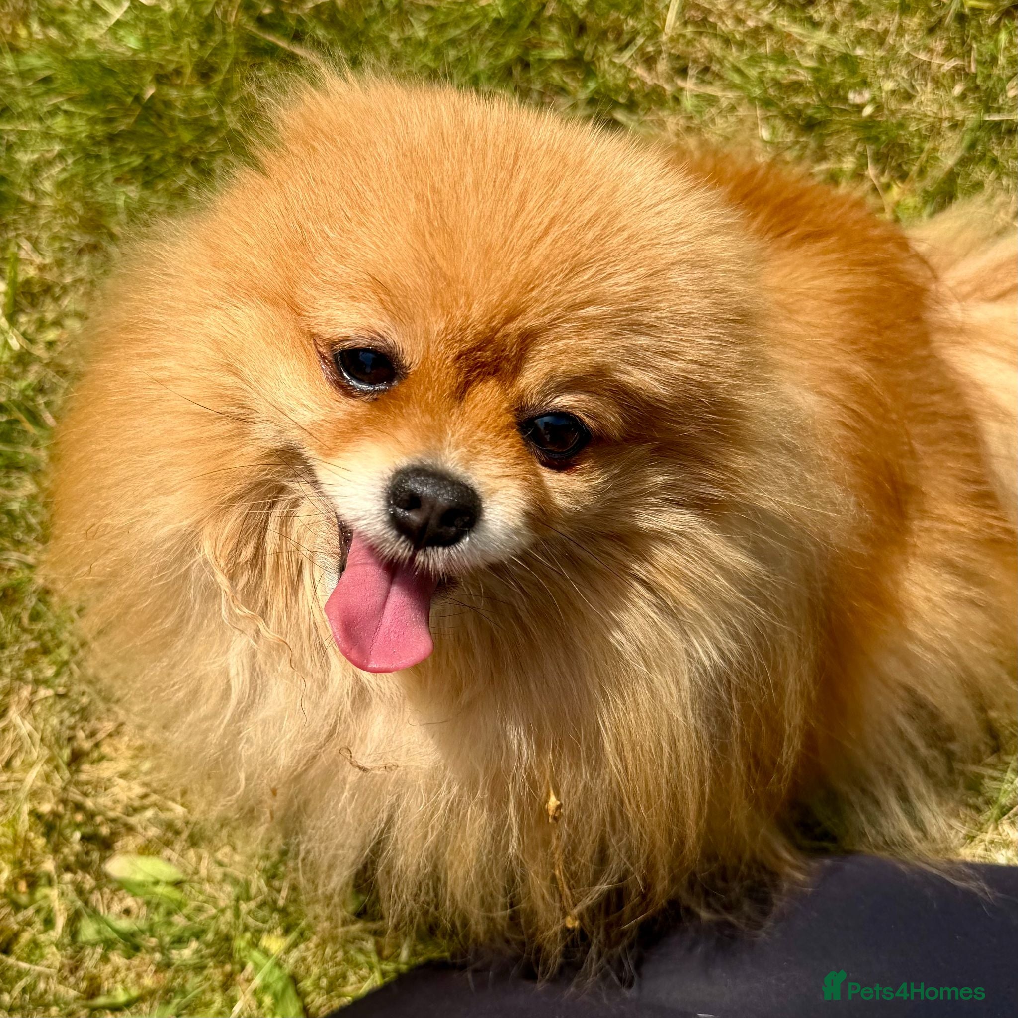 Pomeranian dogs FLORENCE – Miniature Pomeranian - Advert 1