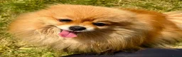 Pomeranian dogs for adoption: FLORENCE – Miniature Pomeranian in Caterham - Advert 1