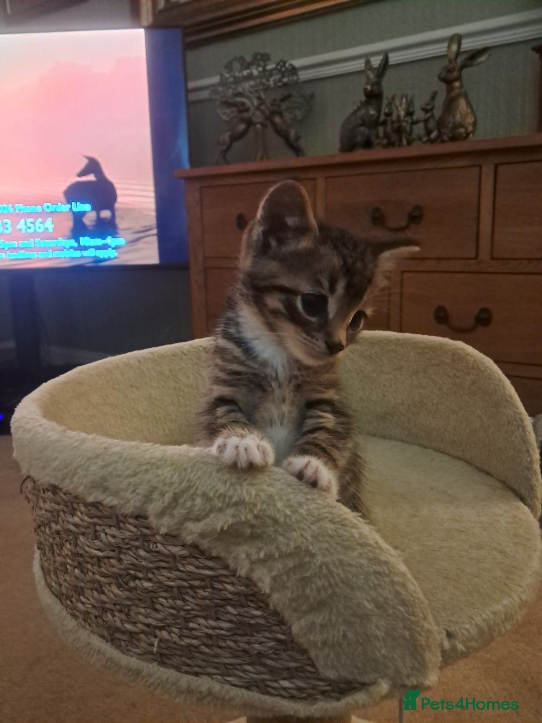 Mixed Breed cats for sale: 3 BEAUTIFUL KITTENS 😸 AVAILABLE STRAIGHT AWAY  - Advert 5