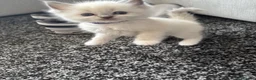 Ragdoll cats for sale: Female ragdoll kittens in Hartlepool - Advert 7