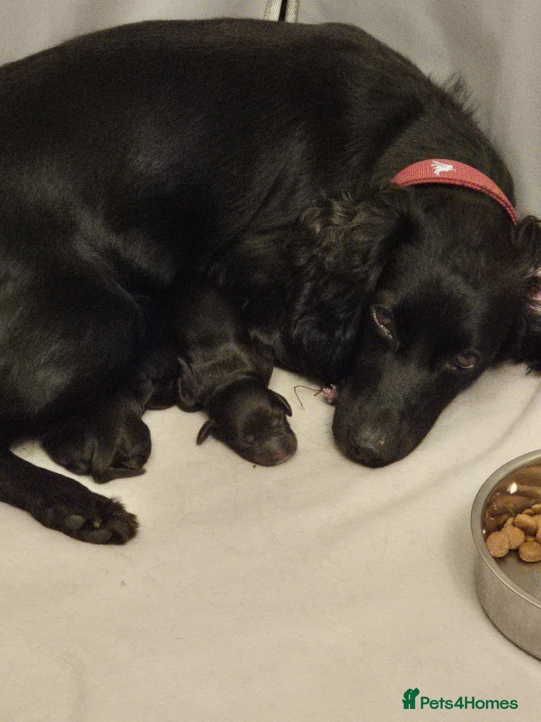 Cocker Spaniel dogs for sale: Stunning Working Cocker Spaniels - Advert 1