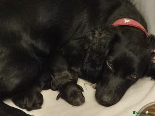 Cocker Spaniel dogs Stunning Working Cocker Spaniels - Advert 15