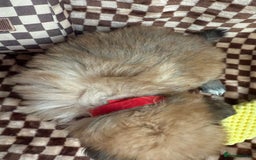 Mixed Breed dogs for sale: RARE  Shipom /pomshi Pomeranian and Shihtzu cross  - Image 16