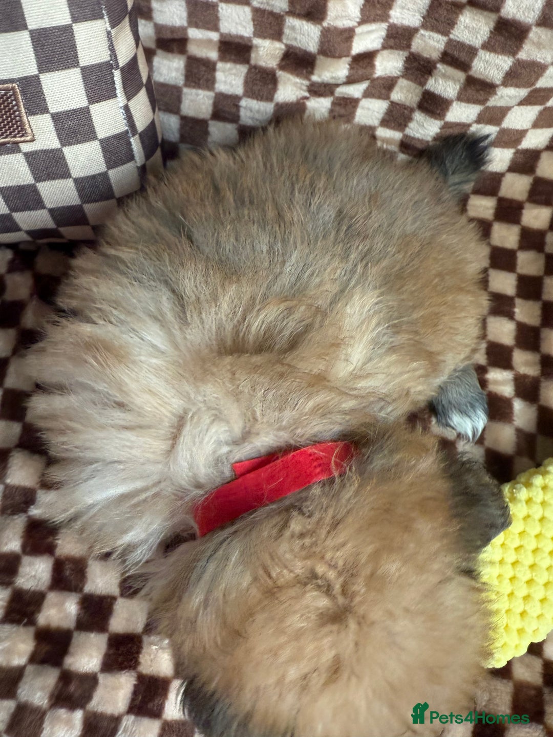 Mixed Breed dogs for sale: RARE  Shipom /pomshi Pomeranian and Shihtzu cross  - Image 16