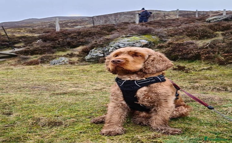 Cocker Spaniel dogs in Kirriemuir - Advert 10
