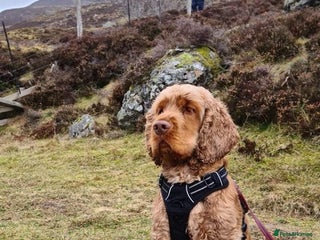 Cocker Spaniel dogs Health tested KC show Cocker Spaniel for stud in Kirriemuir - Advert 4