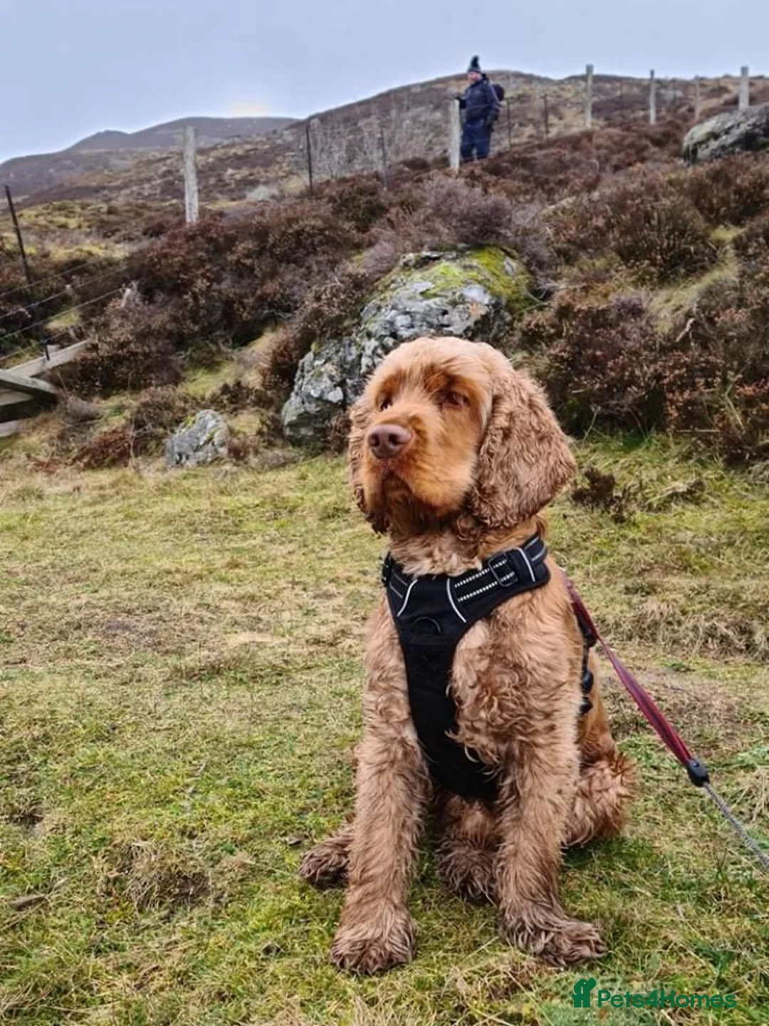 Cocker Spaniel dogs for stud: Health tested KC show Cocker Spaniel for stud - Advert 2