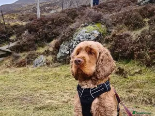 Cocker Spaniel dogs Health tested KC show Cocker Spaniel for stud in Kirriemuir - Advert 18
