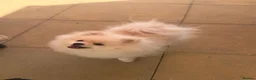Pomeranian dogs for sale: Boy puppy  in Potters Bar - Advert 9