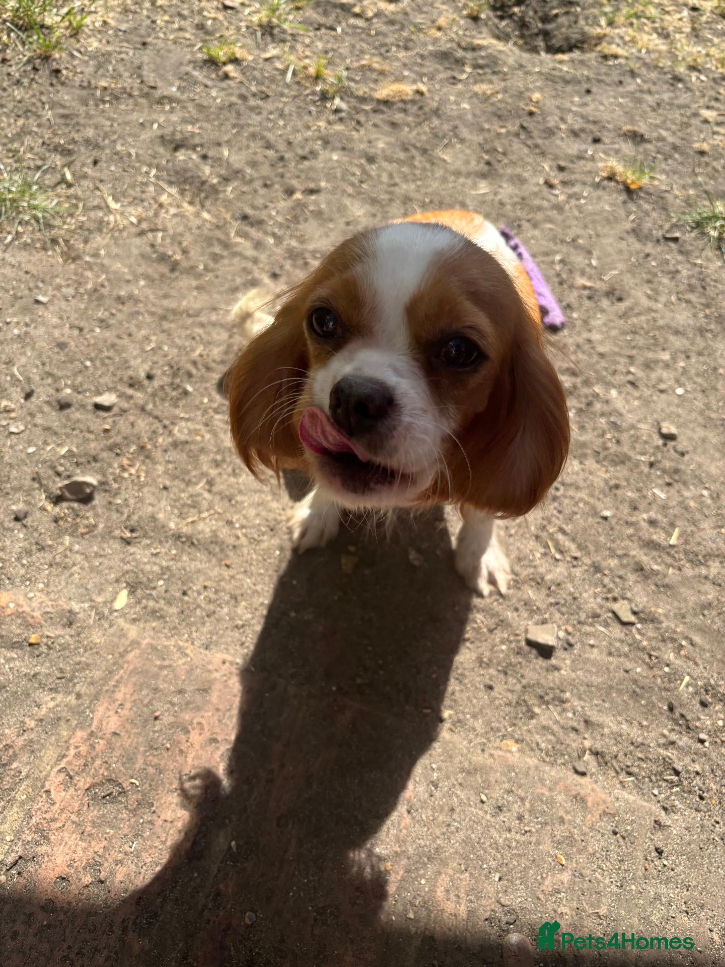 Cavalier King Charles Spaniel dogs Beautiful litter of cuteness - Advert 1