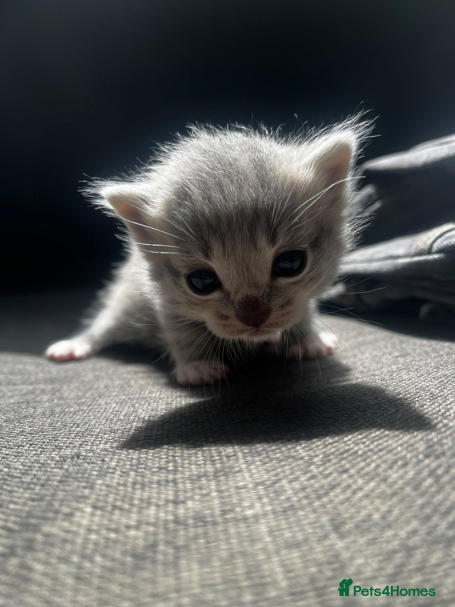 Mixed Breed cats 5 kittens for sale  - Advert 17