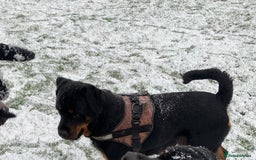 Rottweiler dogs for sale: Beautiful Female Rottweiler Looking For New Home - Image 5