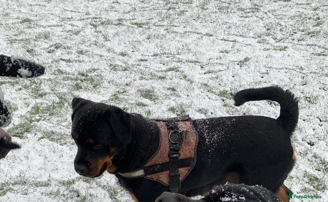 Rottweiler dogs for sale: Beautiful Female Rottweiler Looking For New Home - Image 5