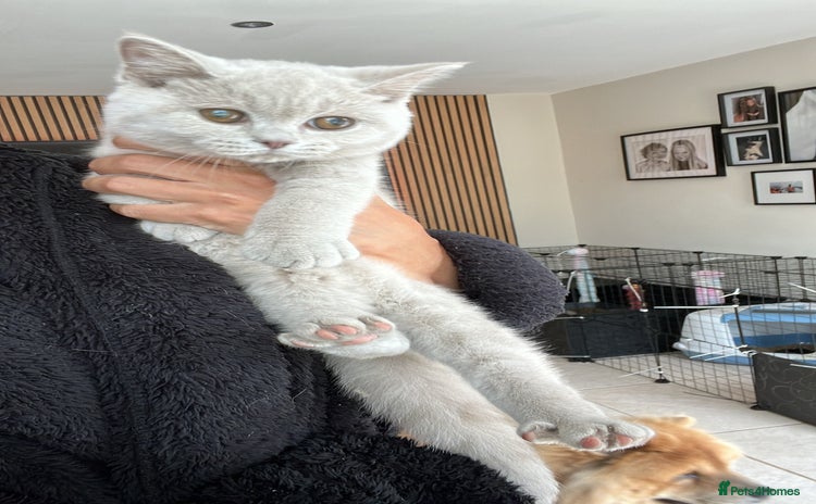 British Shorthair cats - Advert 15