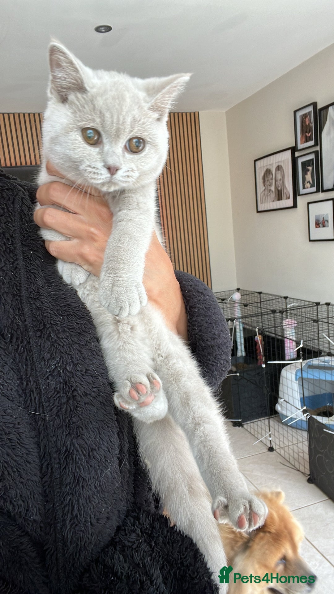 British Shorthair cats for sale: lilac male british shorthair ready now  - Image 1