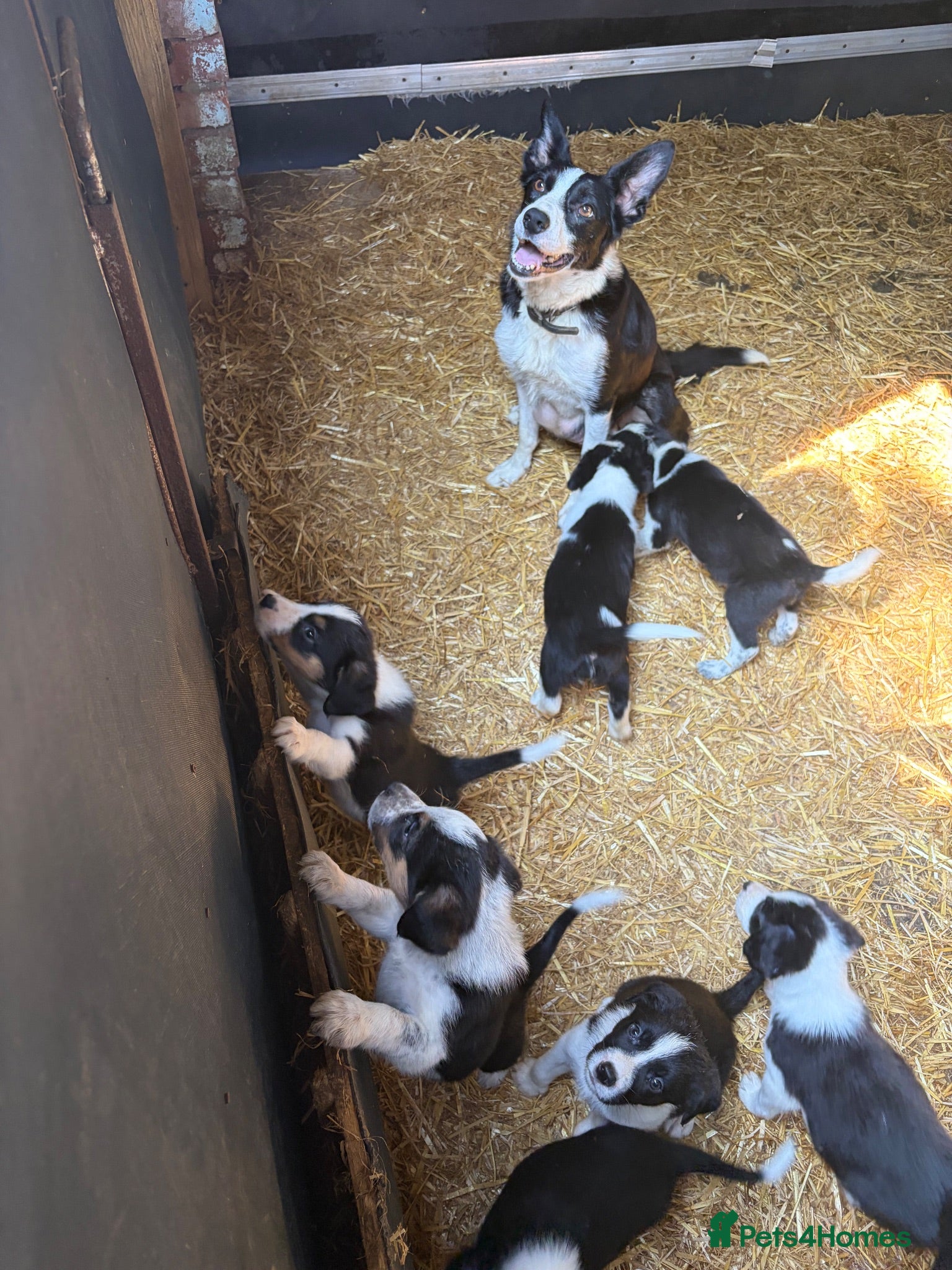 Border Collie dogs Border collie puppies  - Advert 1