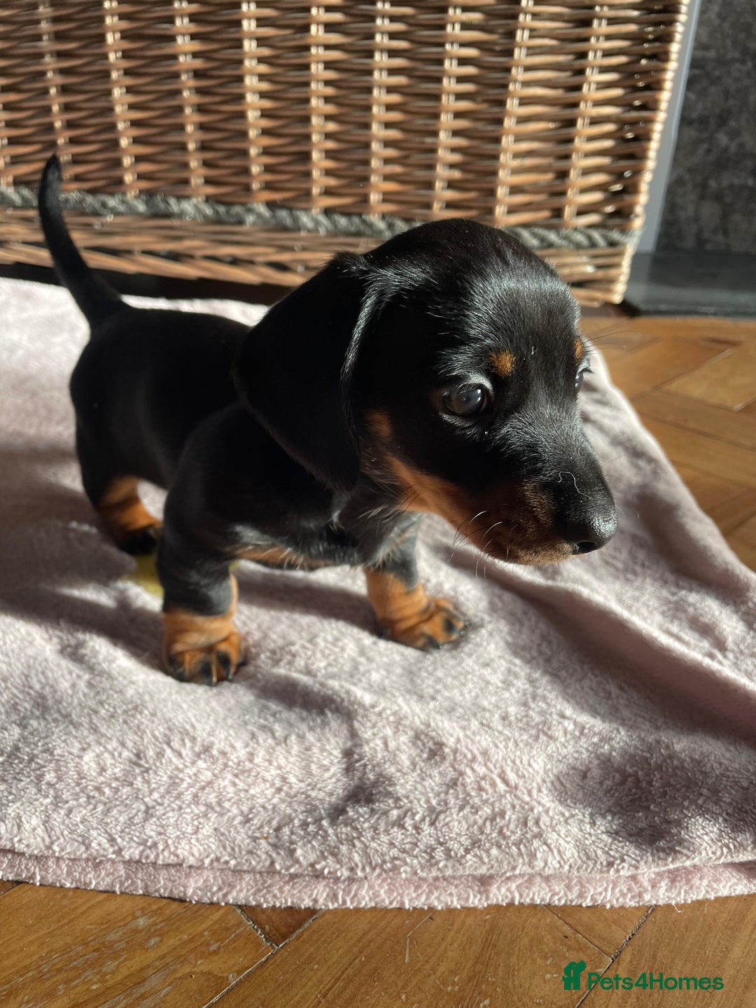 Miniature Dachshund dogs for sale: KC Registered miniature dachshunds for sale  - Advert 3