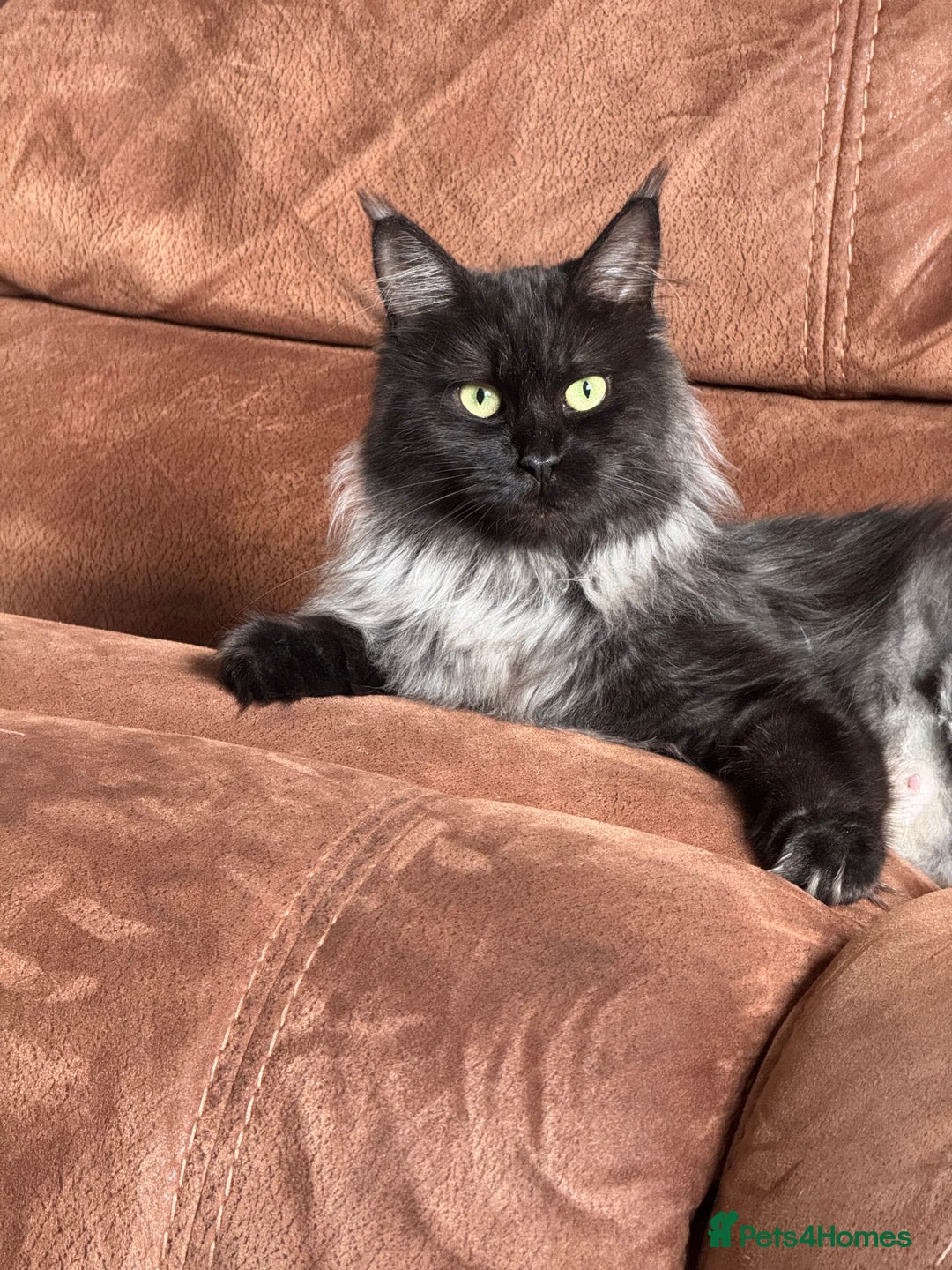 Maine Coon cats for sale: Maine Coon Kittens  - Image 2