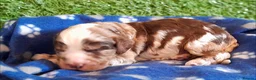Cockapoo dogs for sale: Beautiful litter of F1 Cockapoo's - Advert 11