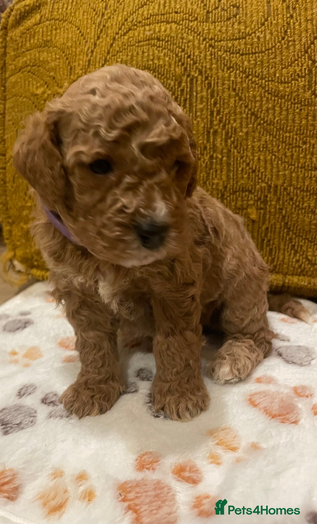 Cavapoo dogs for sale: FB2 cavapoo puppies-1 girl available  - Advert 16