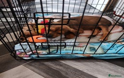 Mixed Breed dogs for sale: Rotty cross staffy  - Image 2