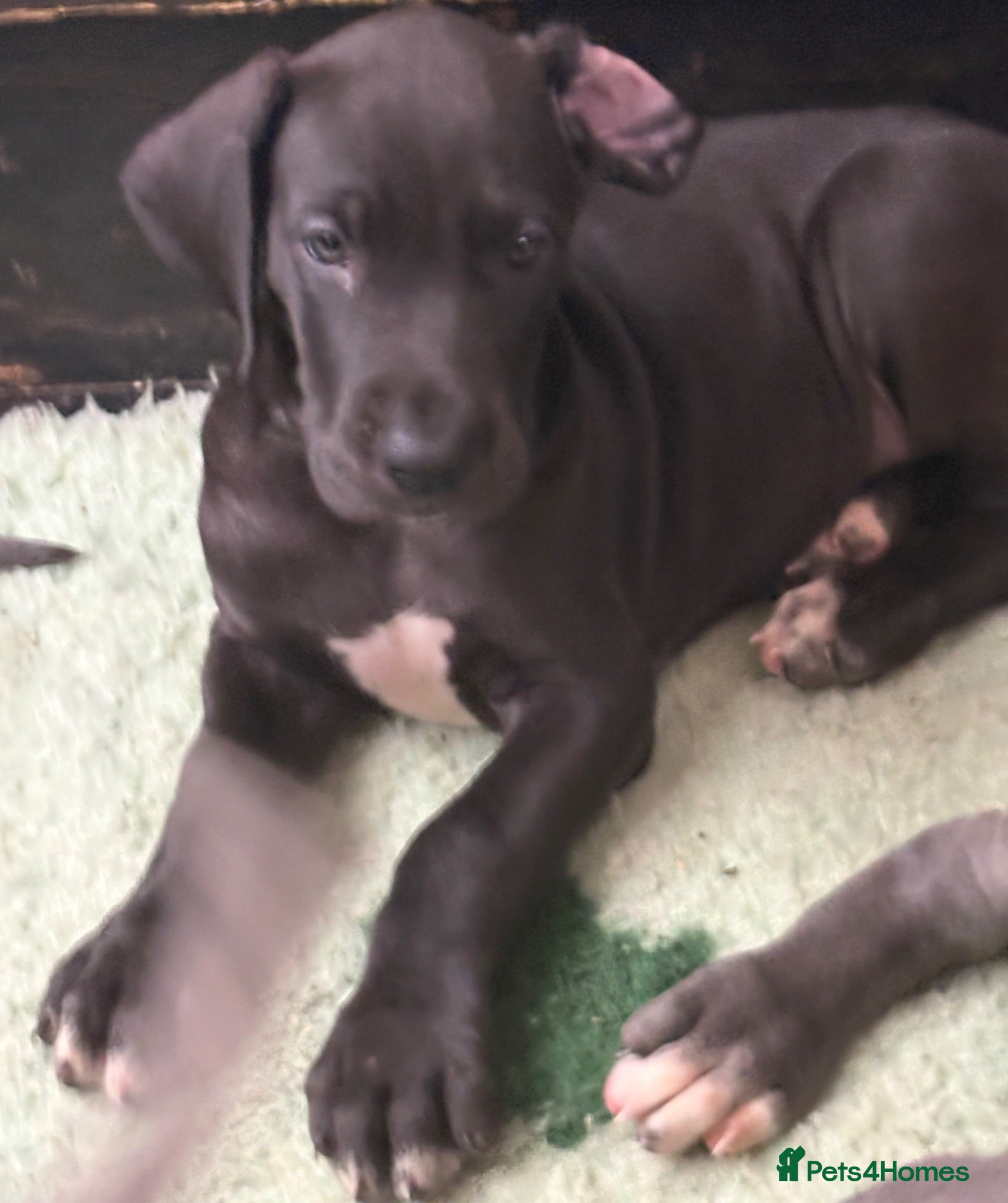 Great Dane dogs High Quality Great Dane Puppies - Advert 1