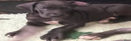 Great Dane dogs for sale: High Quality Great Dane Puppies - Advert 10