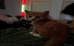 Mixed Breed cats for sale: The cutest Mixed Kittens - Image 14