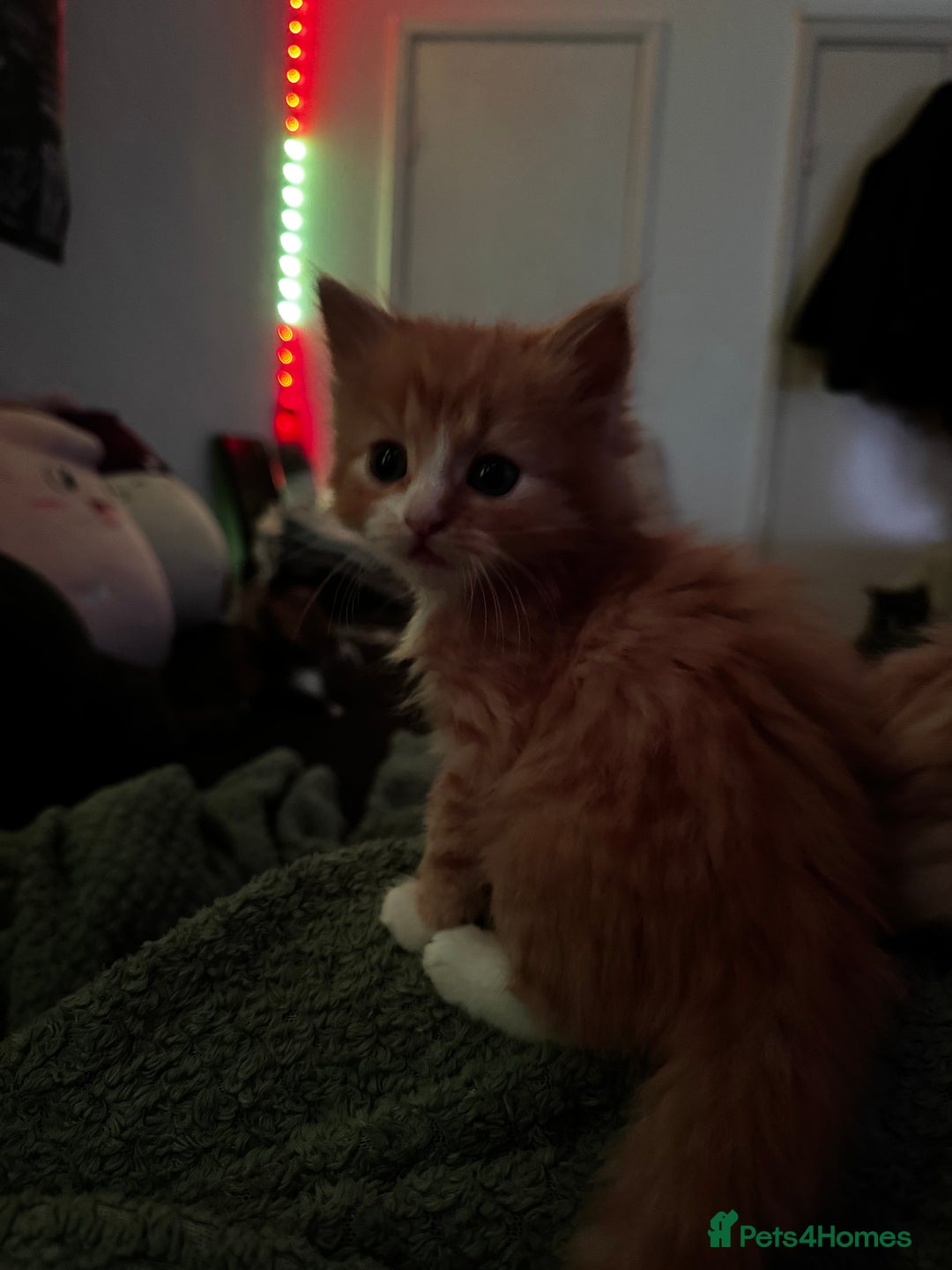 Mixed Breed cats for sale: The cutest Mixed Kittens - Image 14