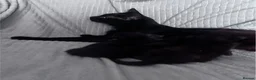 Mixed Breed cats for sale: 6 Black Kittens Ready to Leave! - Advert 15
