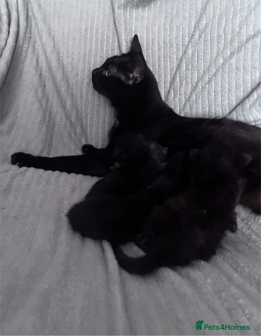 Mixed Breed cats for sale: 6 Black Kittens Ready to Leave! - Advert 15