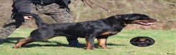 Rottweiler dogs for sale: Beautiful Adult Female Rottweiler For Pet/ShowHome - Advert 12