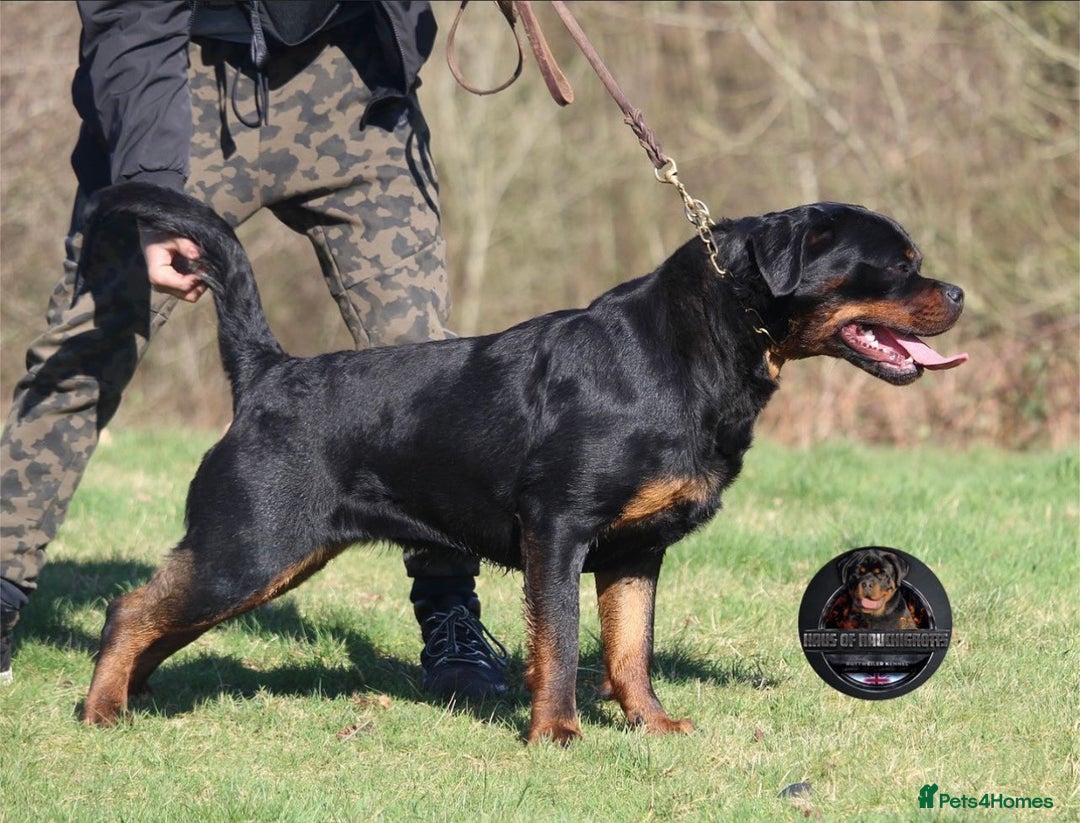 Rottweiler dogs for sale: Beautiful Female Rottweiler For Pet/Show Homes - Advert 12
