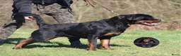 Rottweiler dogs for sale: Beautiful Adult Female Rottweiler For Pet/ShowHome - Advert 12