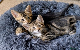 Domestic Shorthair cats for sale: Two male kitties - Image 2