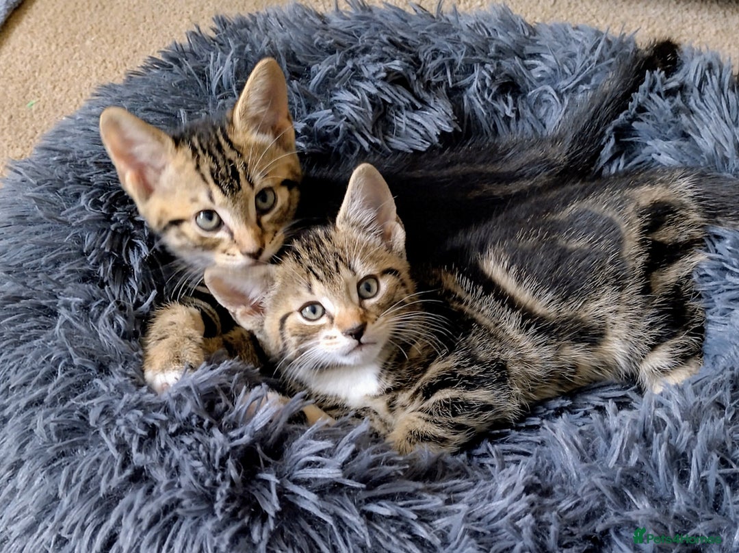 Domestic Shorthair cats for sale: Two male kitties - Image 2