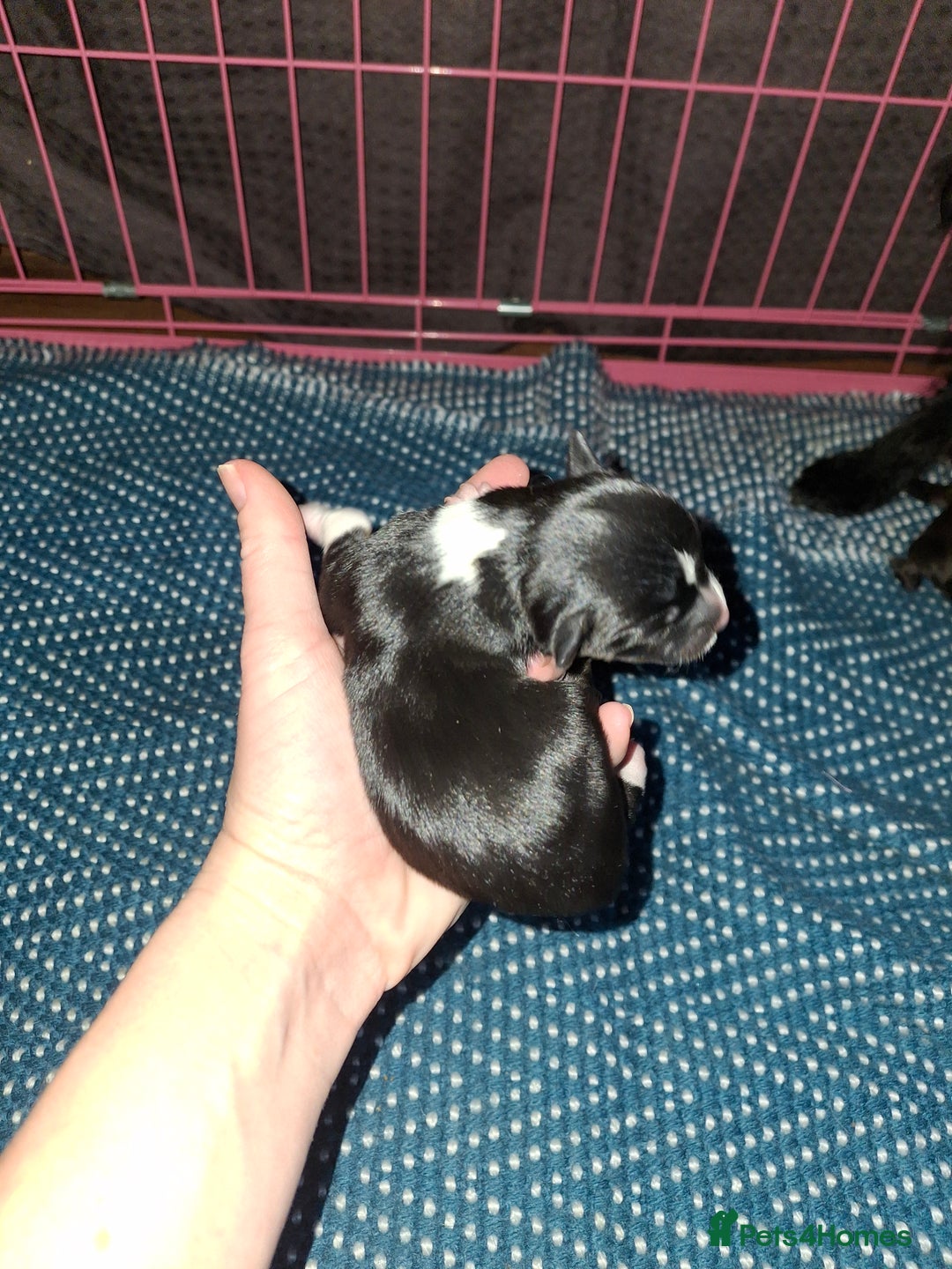 Patterjack dogs for sale: Patterdale/Jack Russell pups for sale 2 boys left - Advert 7
